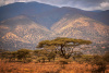 Ngorongoro, Tanzania, conservation, biodiversity, forest