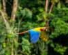 parrot, forest, flying, bird, biodiversity