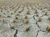 food, crop, farm, drought, dry, field