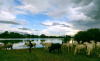 Fulani, cattle, herding, grazing, Nigeria