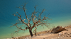 Tree, sun, dry, drought, water, reservoir, Spain, Europe