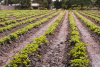 agriculture, field, Lusaka, Zambia, Africa