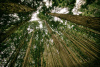 Forest, trees, light - negative emissions