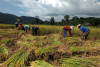 rice field, farming, Thailand