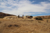 Herders in Eritrean Sahel region