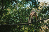 Colombia, White fronted capuchin monkey, Tayrona National Park, amazon rainforest, nature, environment, Latin America, South America