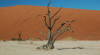 Drought, tree, landscape, desertification, sky