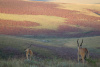 Nyika Nationalpark, Malawi