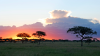 Tanzania, Serengeti, Africa, Sub-saharan africa, landscape, national park savanah, safari, tree, nature, environment, sunset
