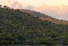 Yemen, middle east, trees, forest, landscape