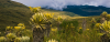 frailejon, colombia, paramos, nature, south america, landscape - CD Homepage banner