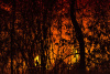 wildfire, forest, nature, plants, destruction, degradation, loss, deforestation