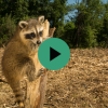 Environmental crime, deforestation, wildlife trade, illegal mining, logging